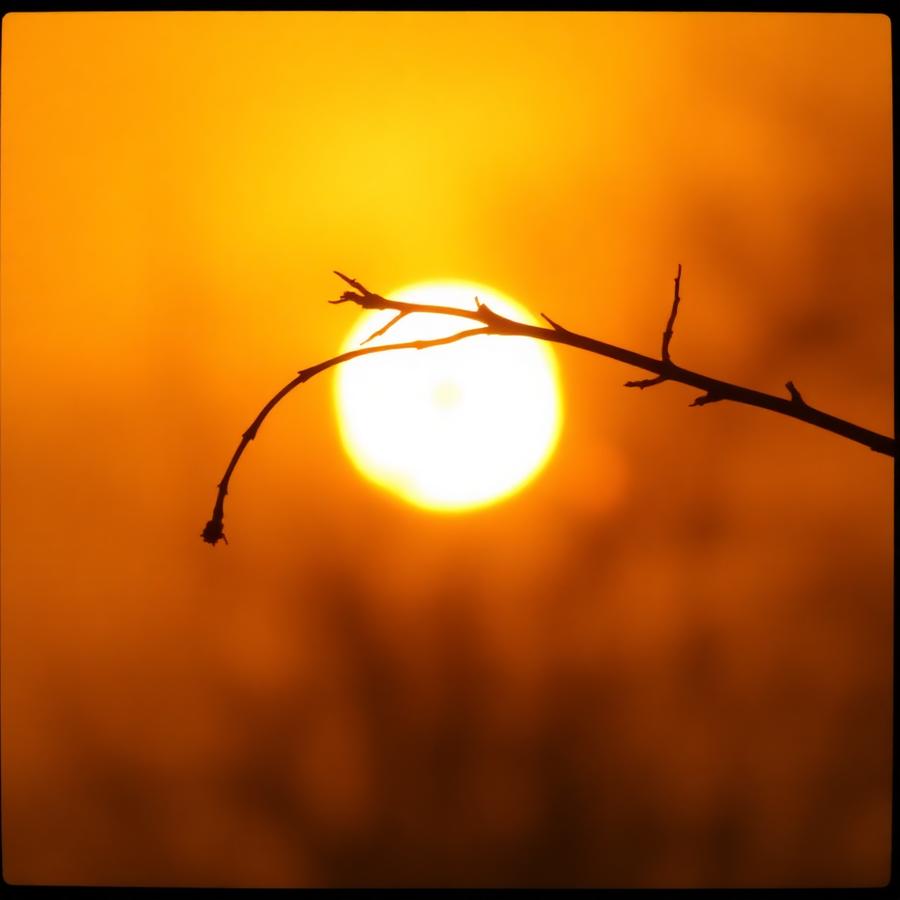 Sun setting behind an arcing branch
